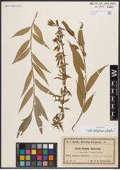 Salix babylonica L. x Salix fragilis L.